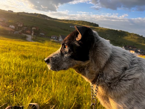 Szabó- petsitter Cluj-Napoca or Pet nanny for dogs cats 