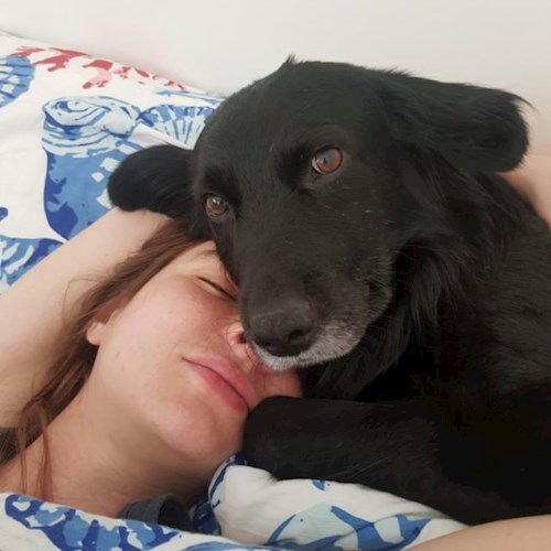 Kaja- petsitter București or Pet nanny for dogs cats 