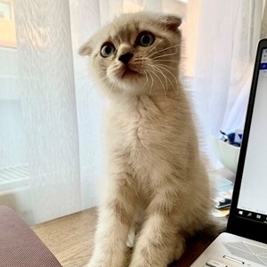 O vizita pisica in Lunca Cetățuii cerere pet sitting