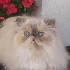 Egy látogatás cica -ban Cluj-Napoca kisállatszitting kérés