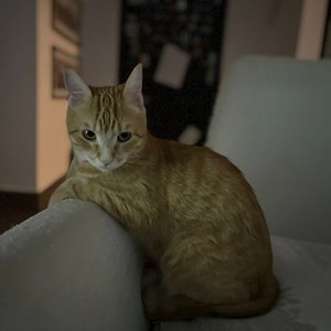 Vizite pisica in Cluj-Napoca cerere pet sitting