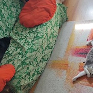 O vizita pisici in Cluj-Napoca cerere pet sitting