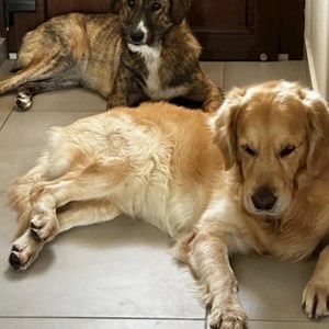 Szállás kutyák -ban București kisállatszitting kérés