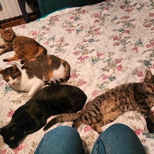 O vizita pisici in Timișoara cerere pet sitting