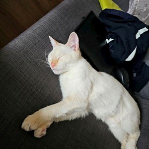 Boarding cat in Cluj-Napoca pet sitting request